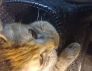 how pavatalgia disease start