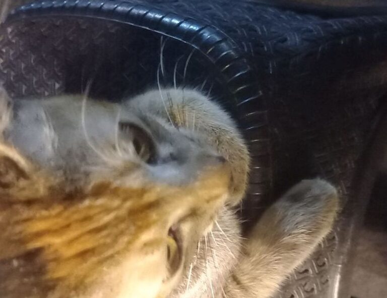 how pavatalgia disease start