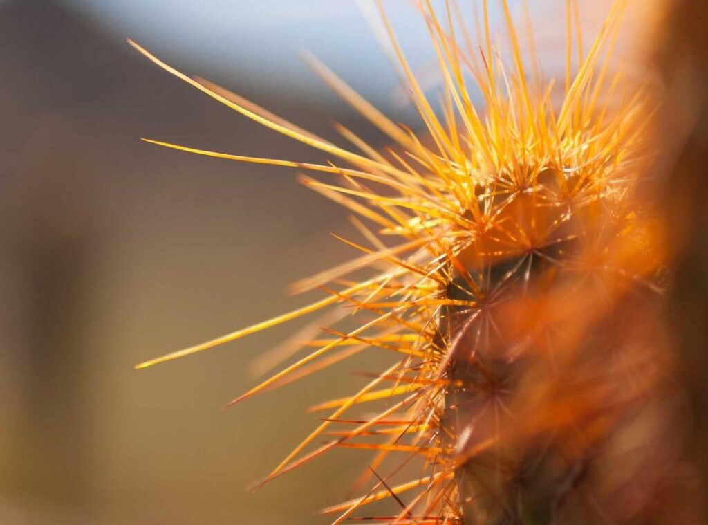 arsenal w.f.c. vs everton f.c. (women) timeline